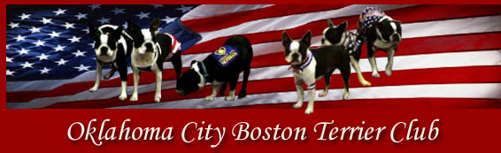 OCBTC: Oklahoma City Boston Terrier Club